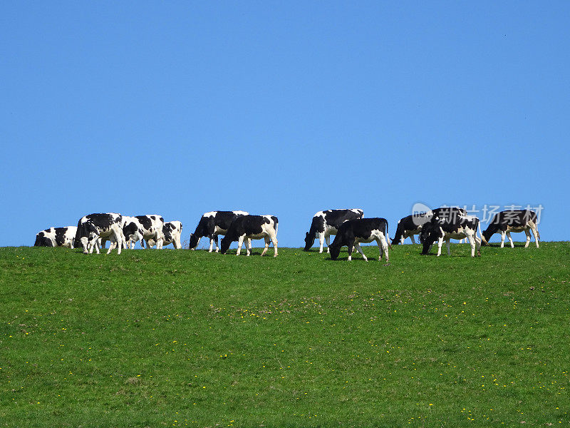 黑/白荷斯坦白奶牛，绿色的田野，蓝色的天空
